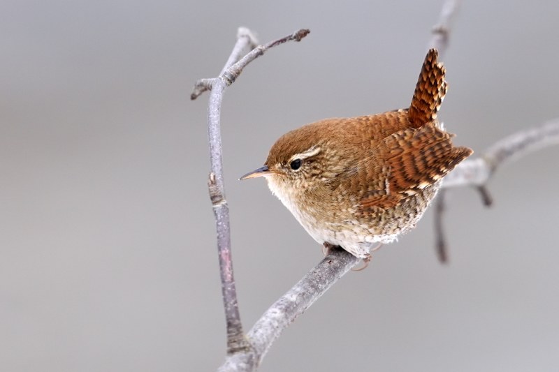 Zaunkönig (Bild: aaltair / shutterstock.com)