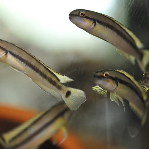 Telmatochromis vittatus. Vergrösserte Ansicht