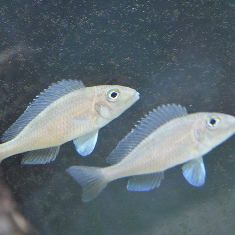 Xenotilapia spiloptera. Vergrösserte Ansicht