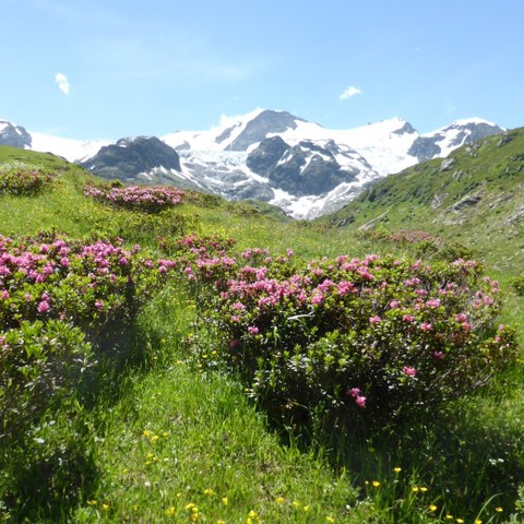Blühende Alpenrosen in der Gletscherwelt. Vergrösserte Ansicht
