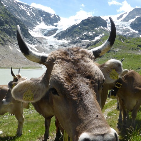 Kuh mit Horn, im Hintergrund der Steinsee und der Steingletscher. Vergrösserte Ansicht
