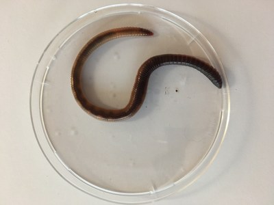 Regenwurm-Praktikum