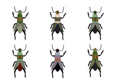 BG Käfer Farbvarianten Jaël