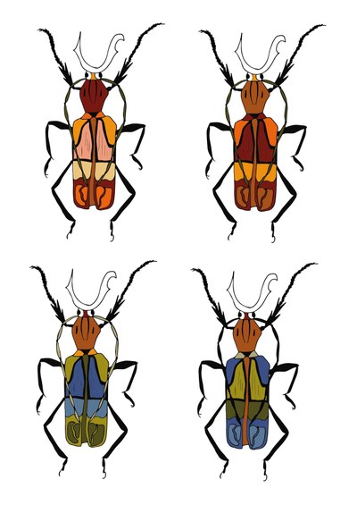 Käfer Farbvarianten Merle 2
