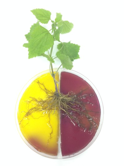 Experiment Pflanzenwurzeln
