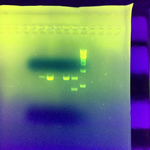 Experiment Molekularbiologie . Vergrösserte Ansicht